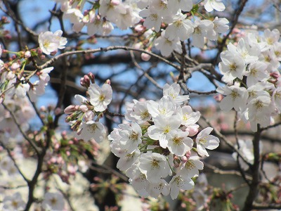 江東区南砂町仙台堀川公園 桜が満開間近 12年4月6日 東京さくら散歩 桜の名所巡り お花見