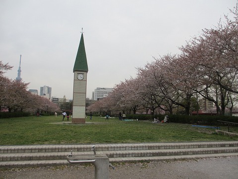 猿江恩賜公園 桜とスカイツリー 12年4月13日 東京さくら散歩 桜の名所巡り お花見